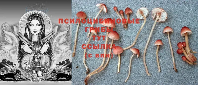 Галлюциногенные грибы Psilocybine cubensis  Агидель 